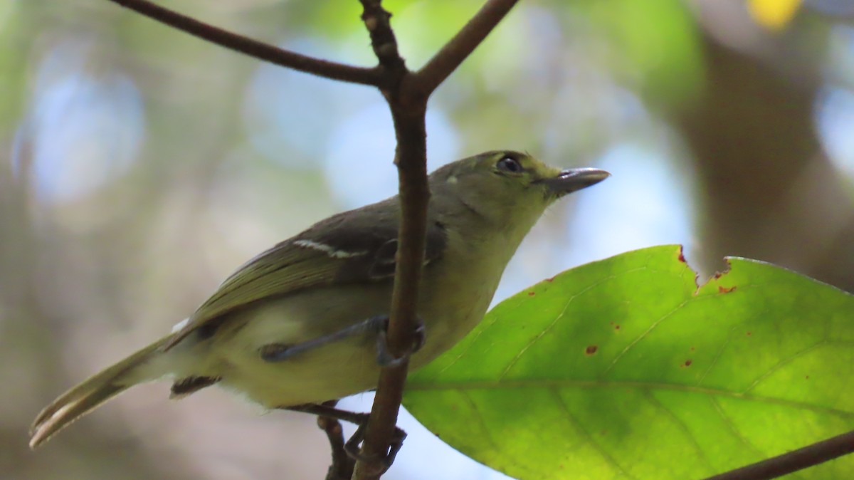 Thick-billed Vireo - ML642056844