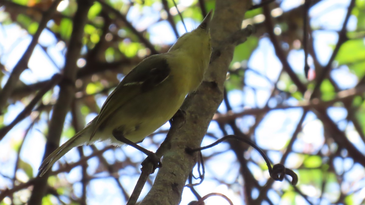 Thick-billed Vireo - ML642056845