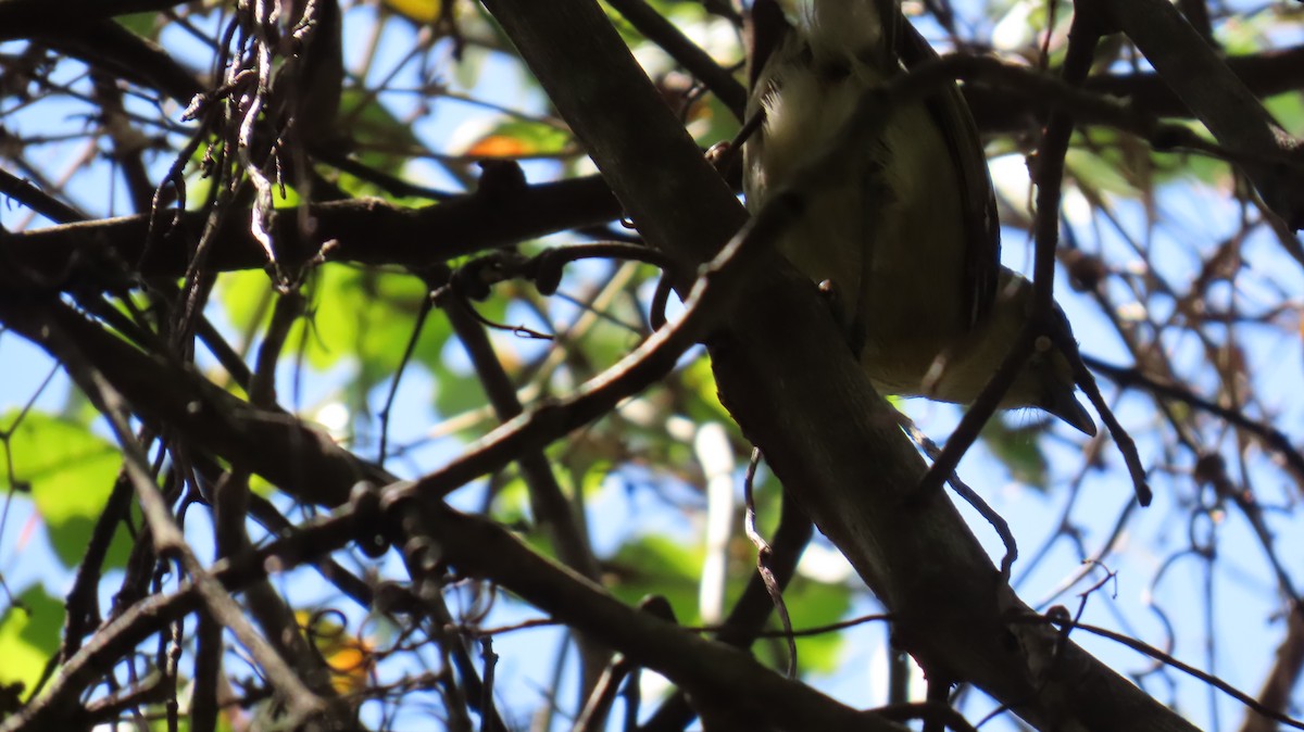 Thick-billed Vireo - ML642056846