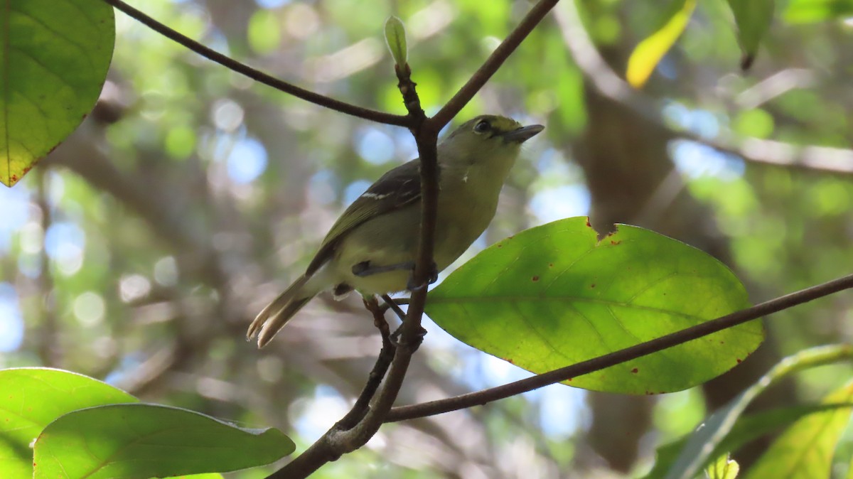 Thick-billed Vireo - ML642056847