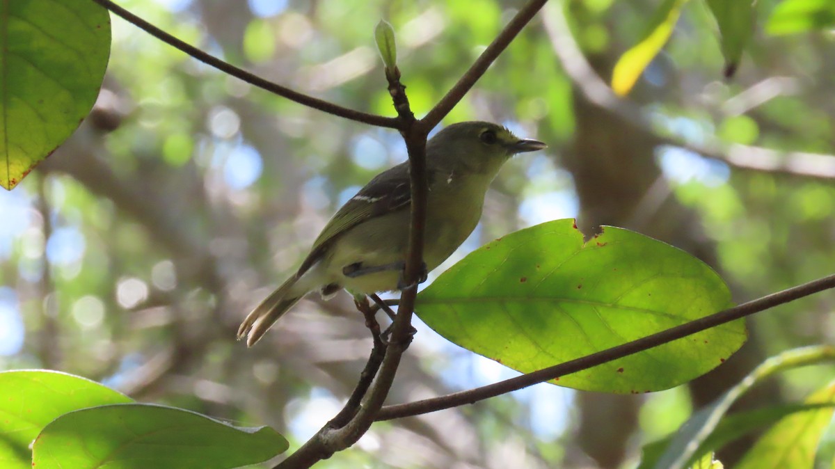 Thick-billed Vireo - ML642056848