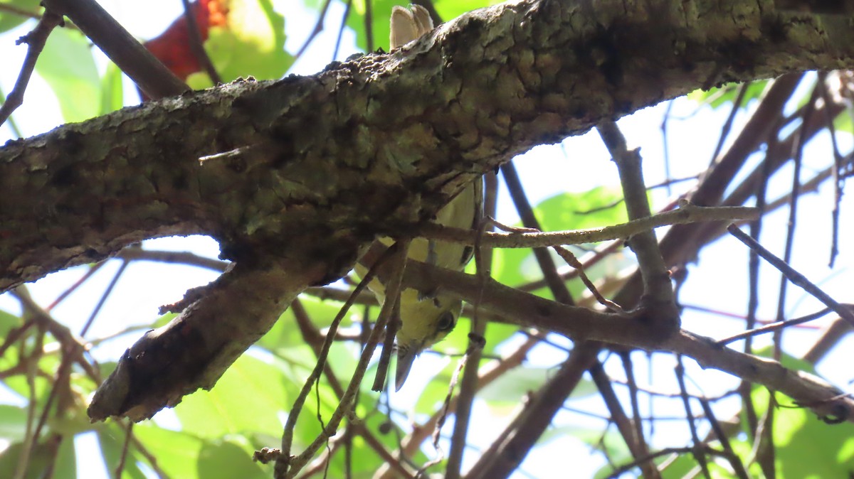 Thick-billed Vireo - ML642056849