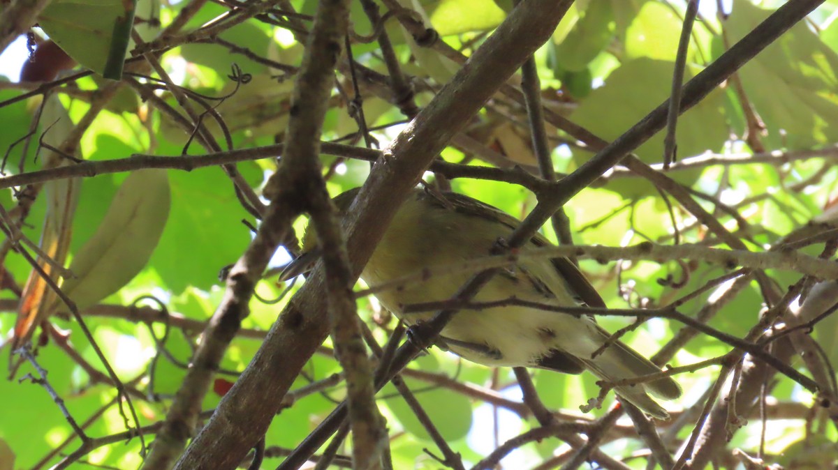Thick-billed Vireo - ML642056850