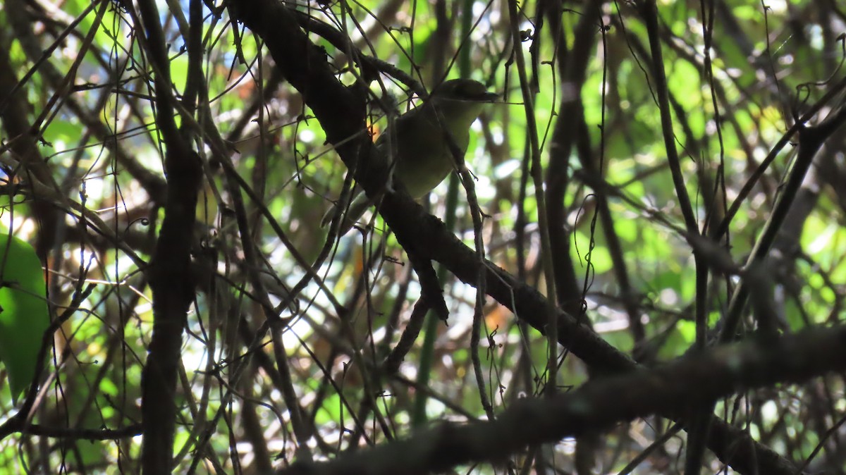Thick-billed Vireo - ML642056851