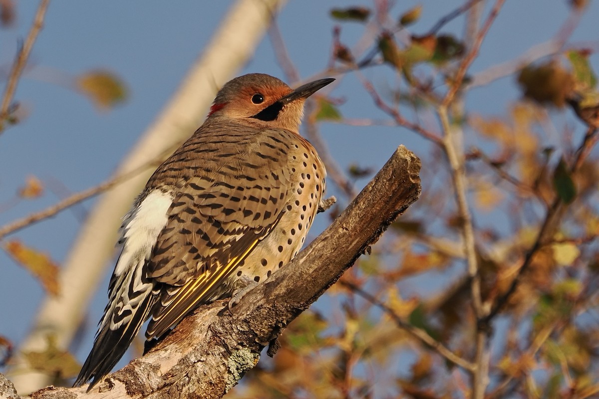 Northern Flicker - ML642056856