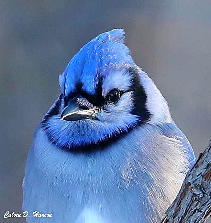 Blue Jay - ML642056865