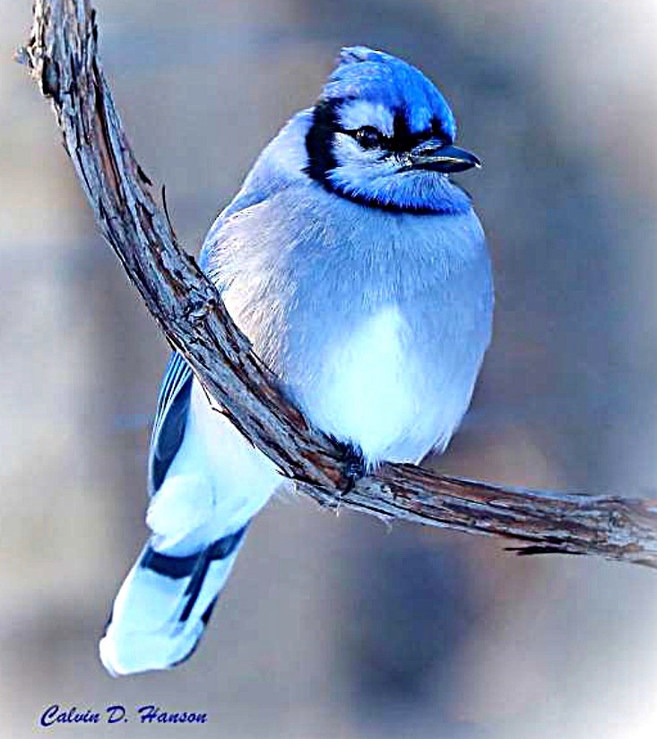 Blue Jay - ML642056874