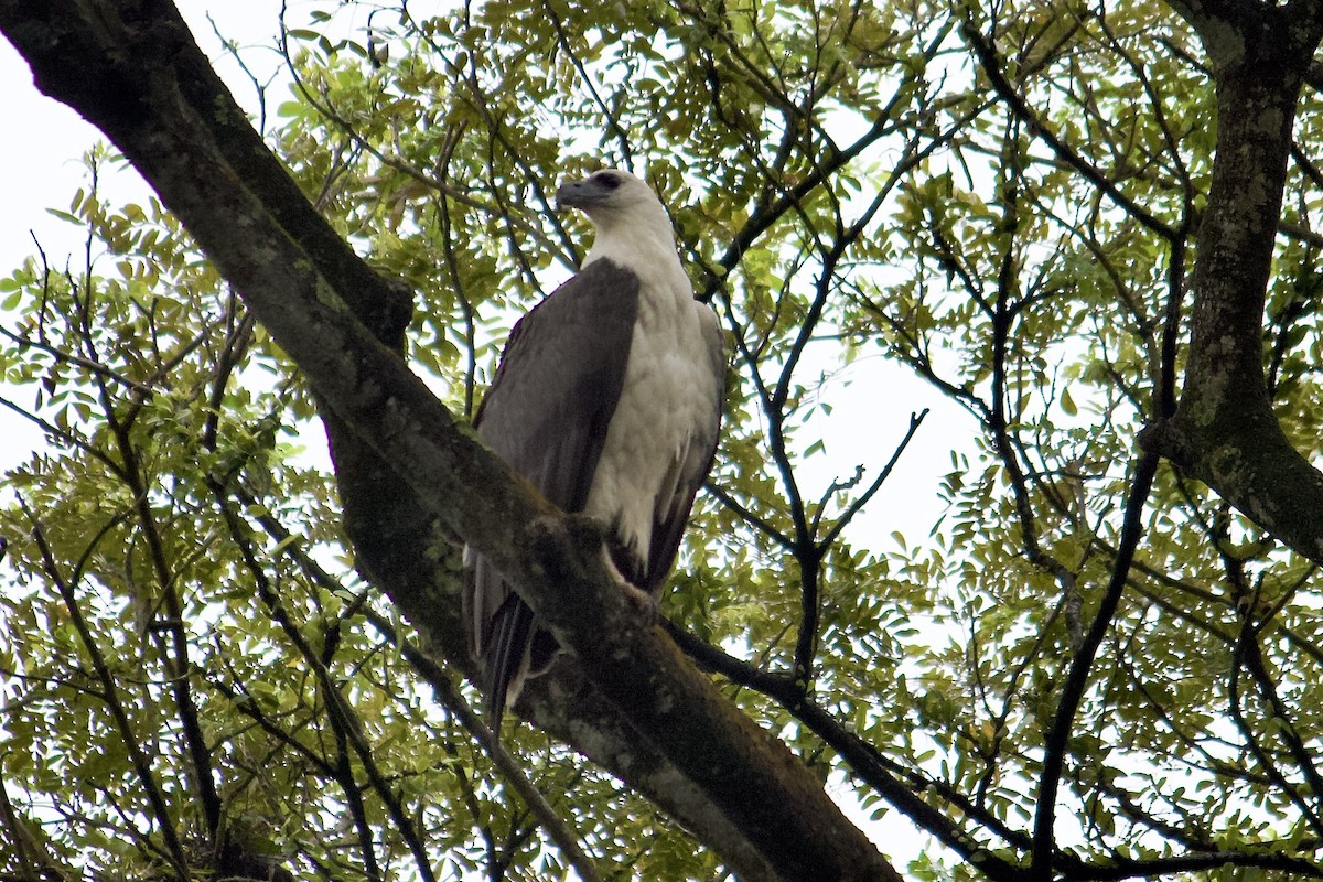 White-bellied Sea-Eagle - ML642056879