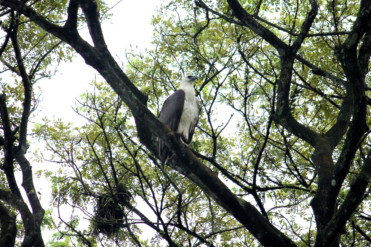 White-bellied Sea-Eagle - ML642056880