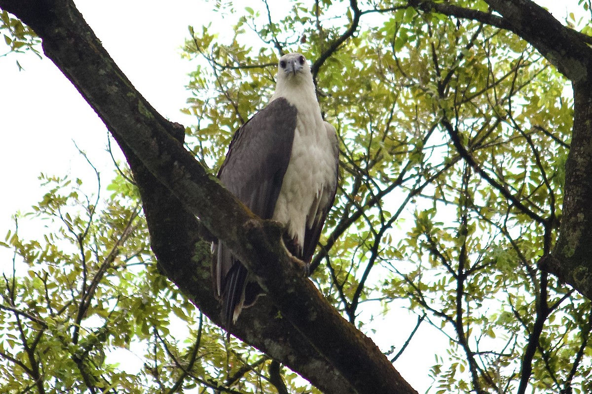 White-bellied Sea-Eagle - ML642056881