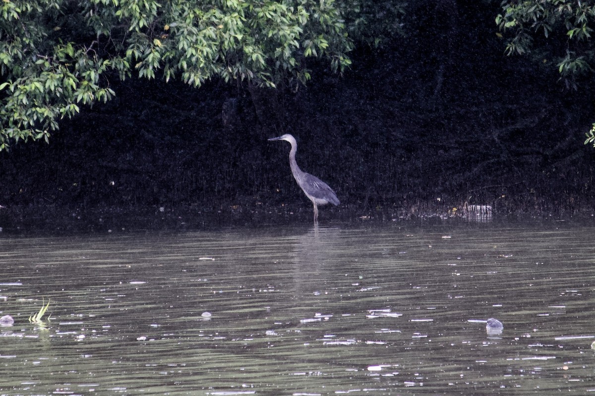 Great-billed Heron - ML642056888
