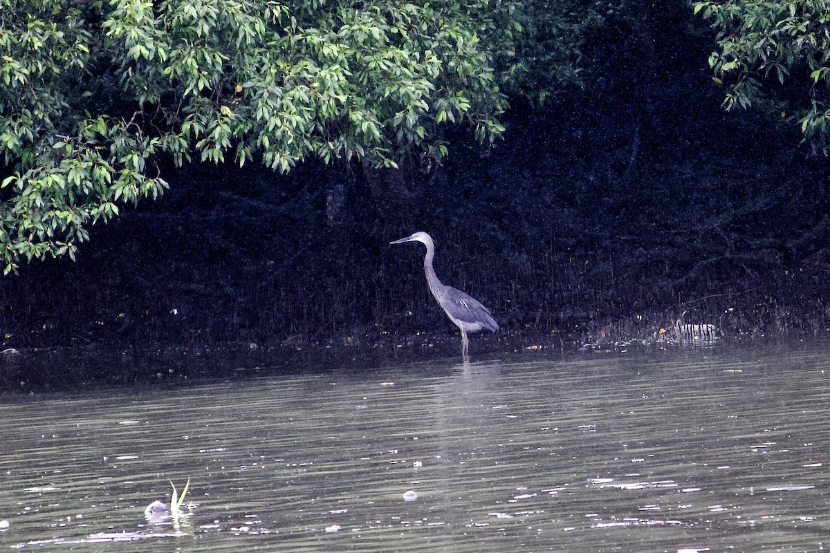Great-billed Heron - ML642056889