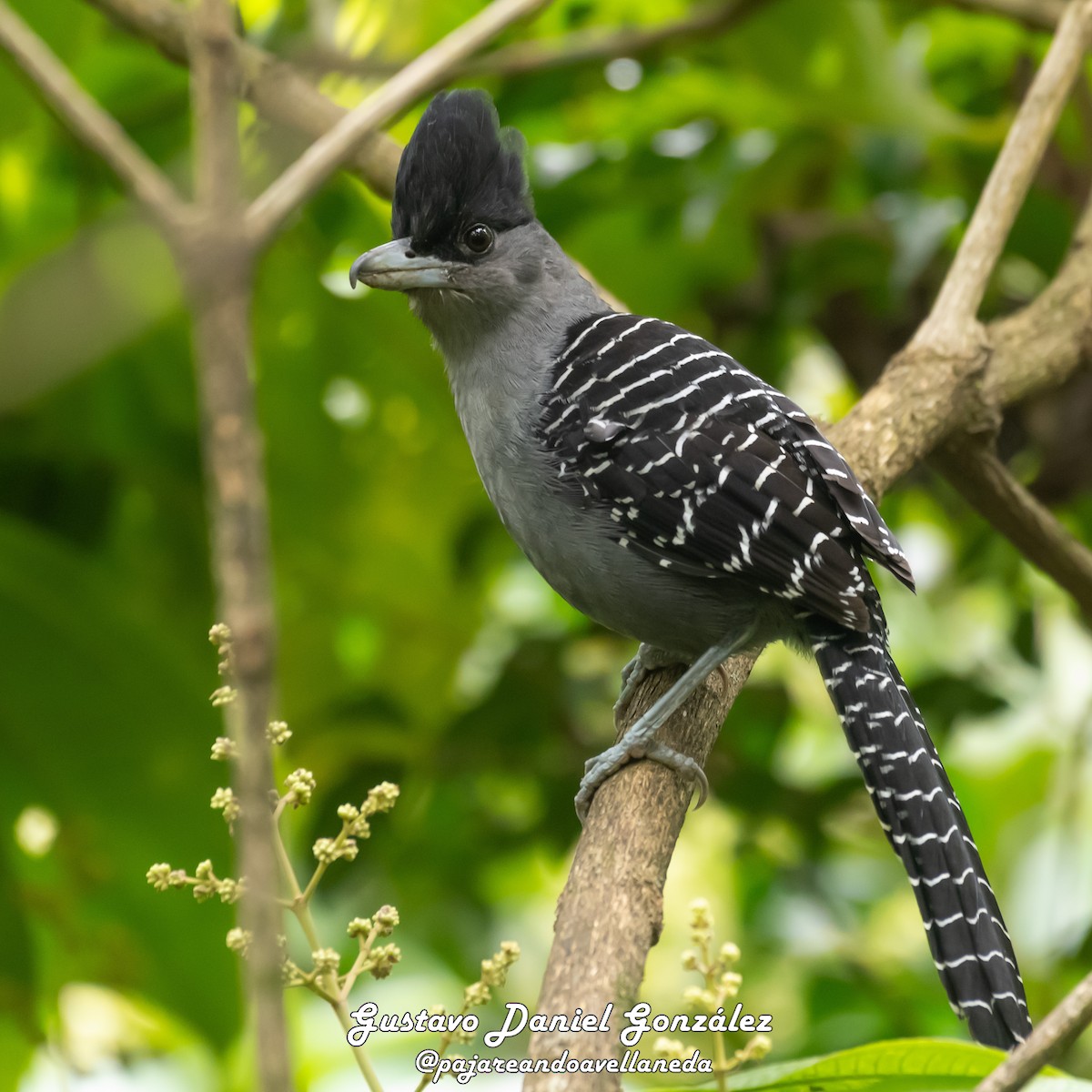 Giant Antshrike - ML642056892