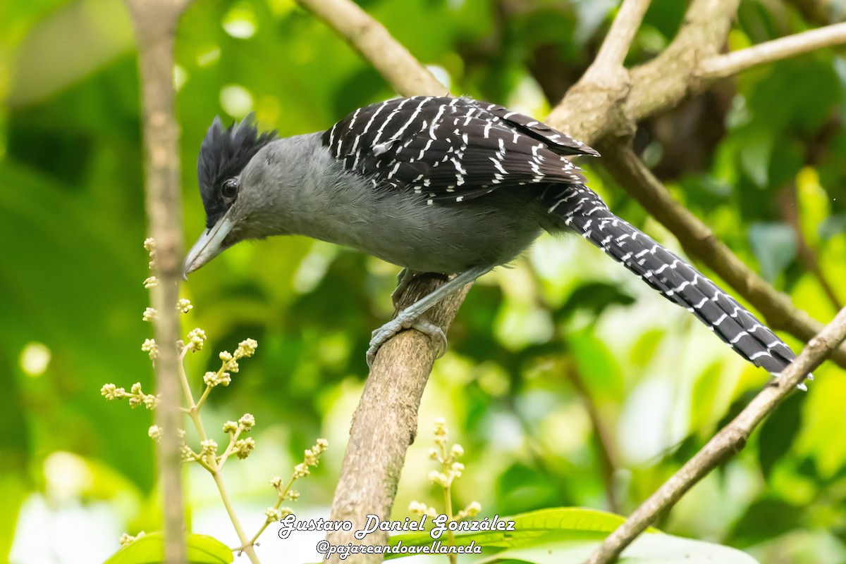 Giant Antshrike - ML642056893