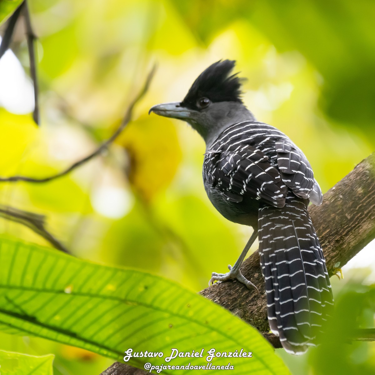 Giant Antshrike - ML642056894