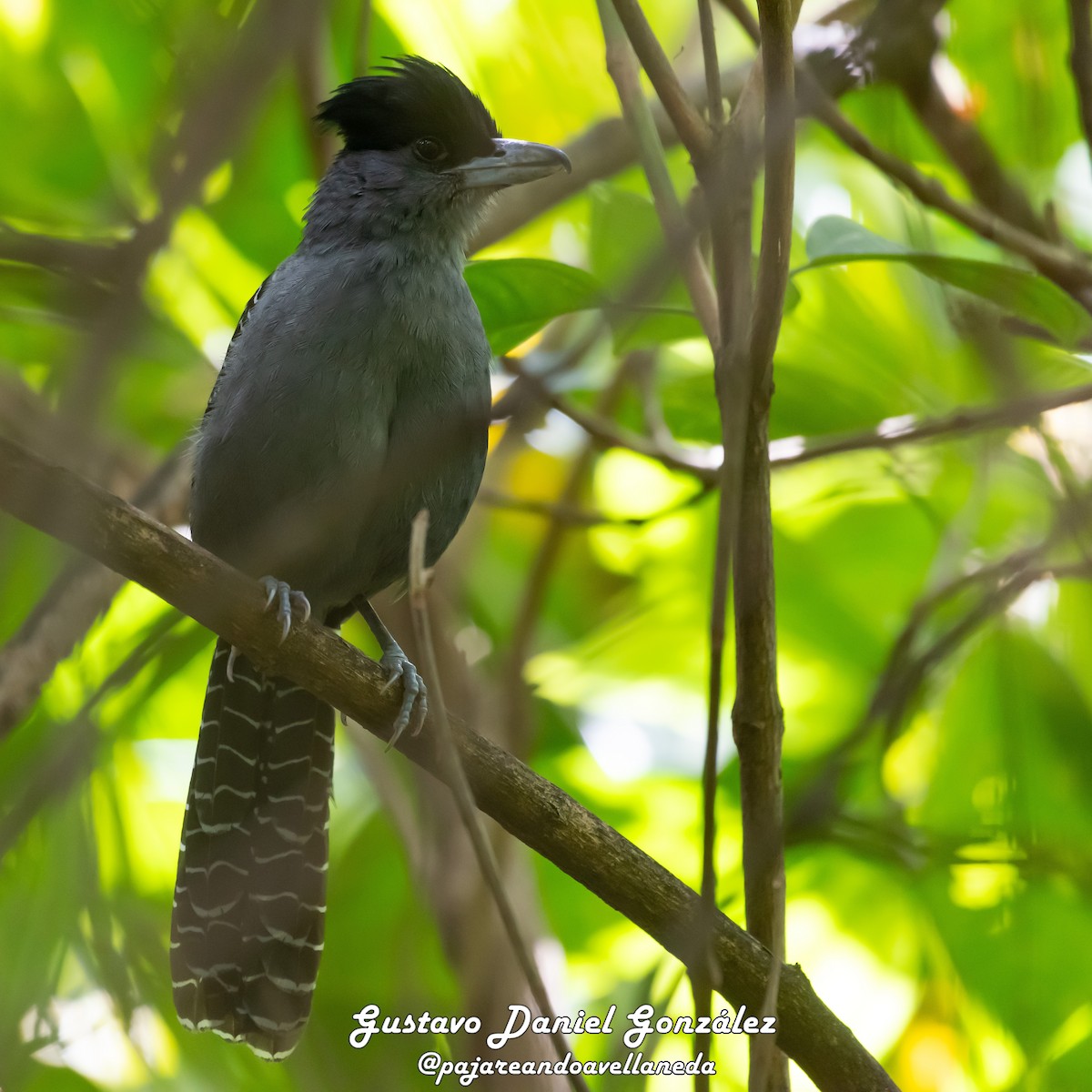 Giant Antshrike - ML642056896