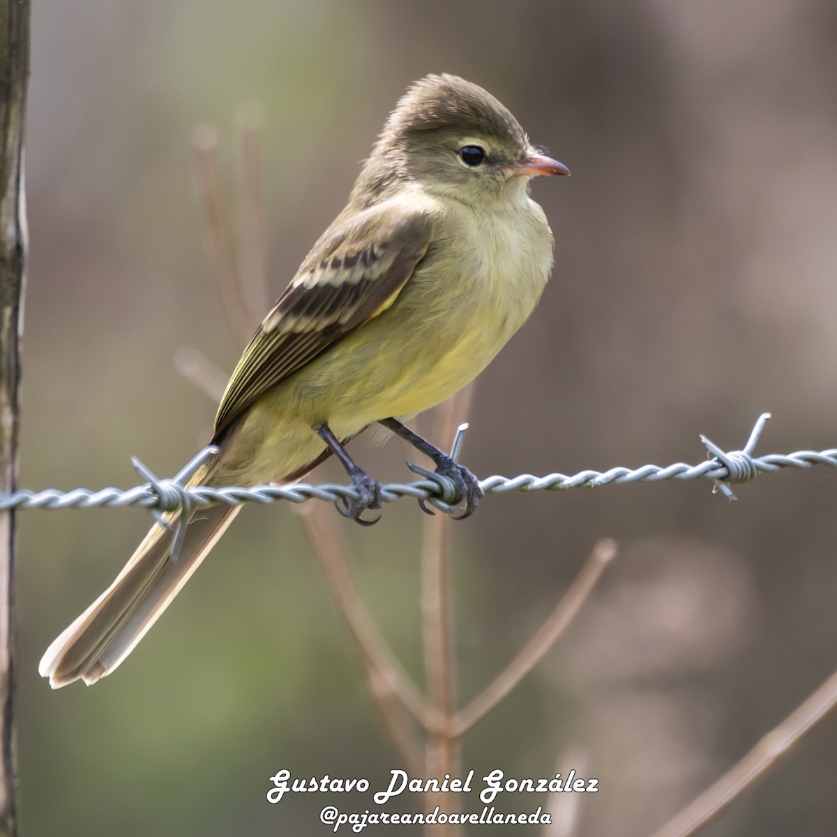 Highland Elaenia - ML642056905