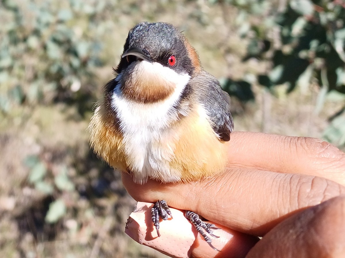 Eastern Spinebill - ML642056922