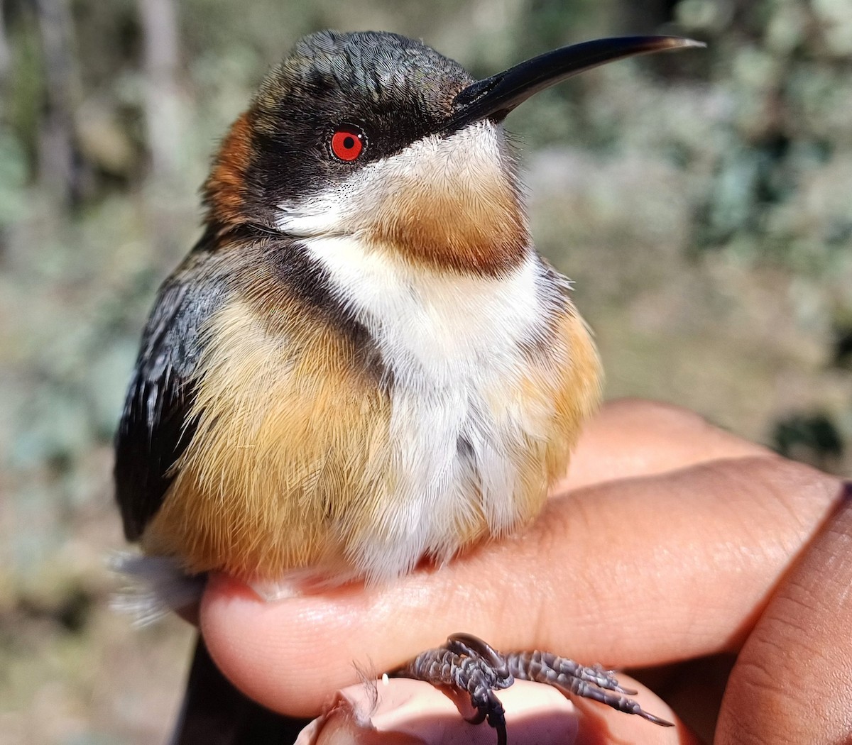 Eastern Spinebill - ML642056923