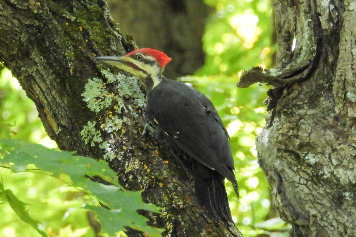 Pileated Woodpecker - ML642056974