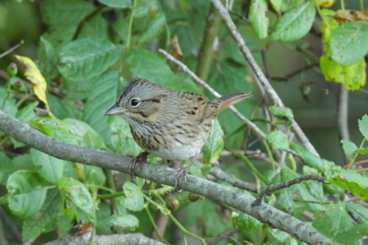 Lincoln's Sparrow - ML642056979