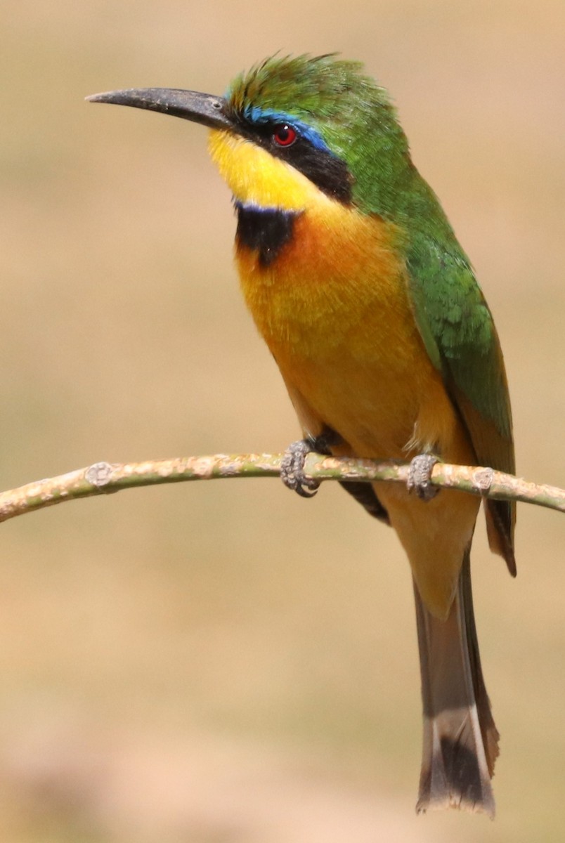 Little Bee-eater - ML642056983