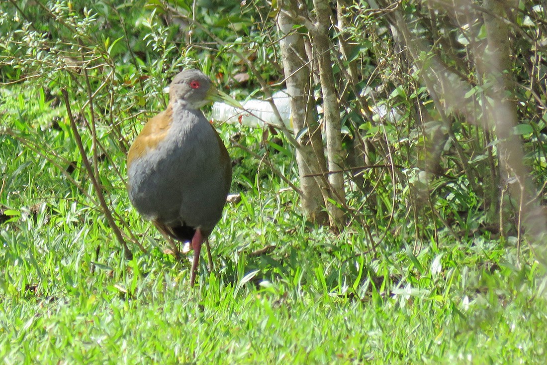 Slaty-breasted Wood-Rail - ML642056985