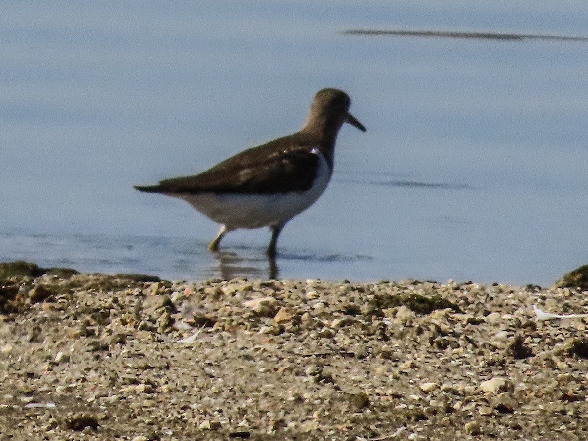 strandsnipe - ML642056993