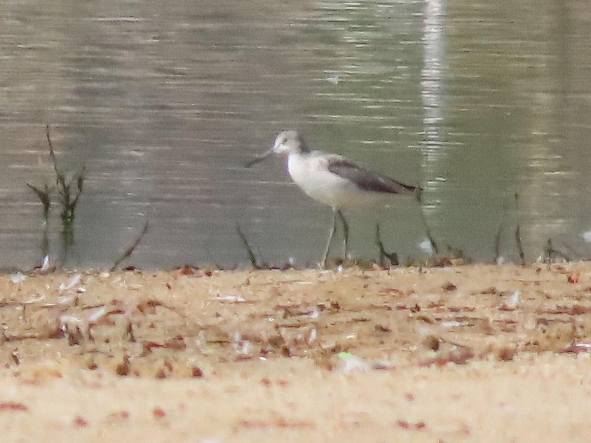 gluttsnipe - ML642056998
