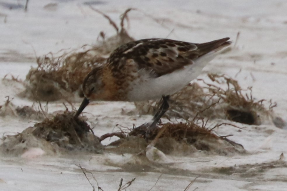 dvergsnipe - ML642057014