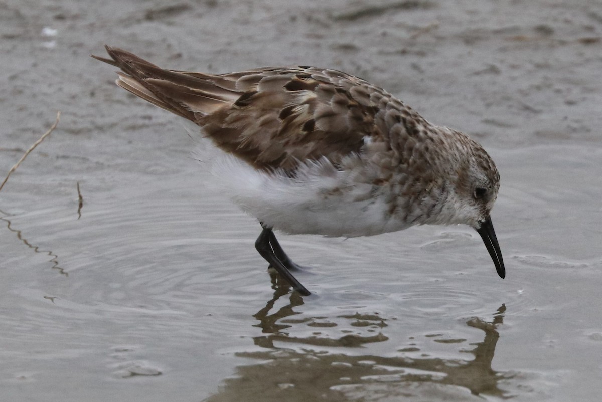 dvergsnipe - ML642057015