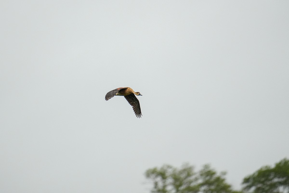 Wandering Whistling-Duck - ML642057034