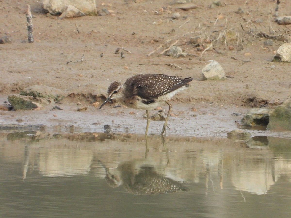 Wood Sandpiper - ML642057036