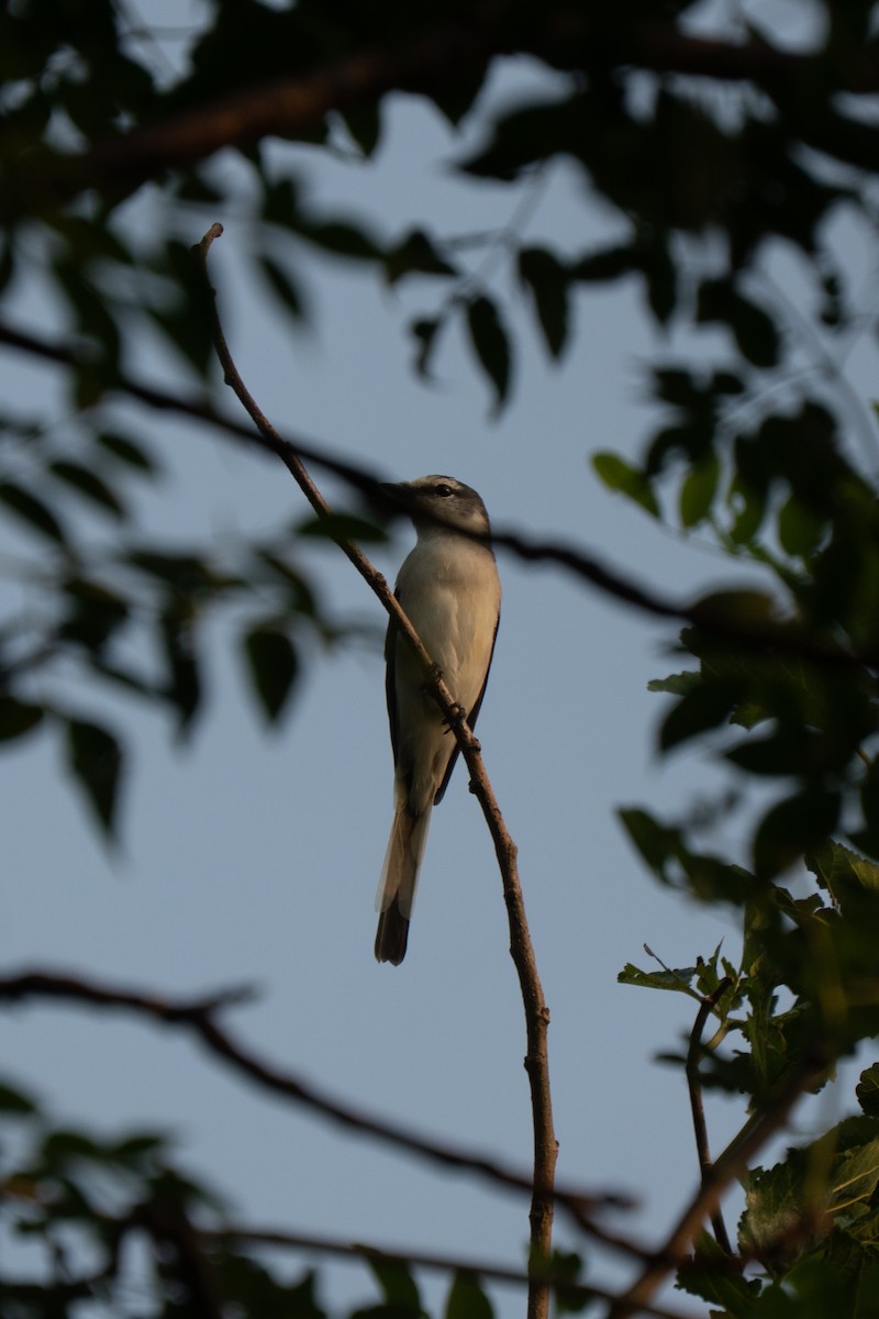 Brown-rumped Minivet - ML642057060