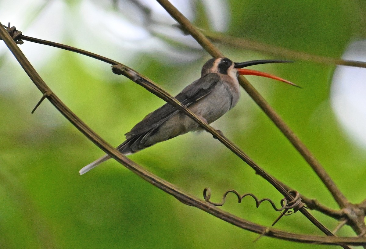 Pale-bellied Hermit - ML642057068