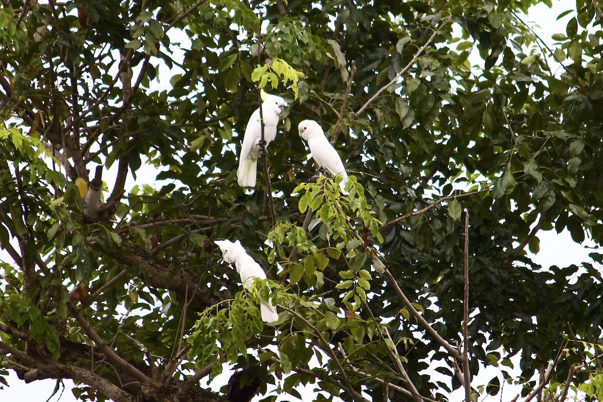 Yellow-crested Cockatoo - ML642057071