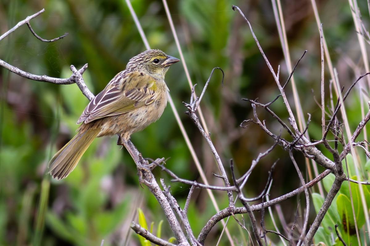 Great Pampa-Finch - ML642057072