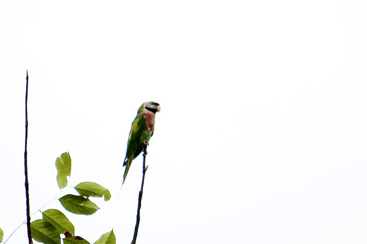 Red-breasted Parakeet - ML642057080