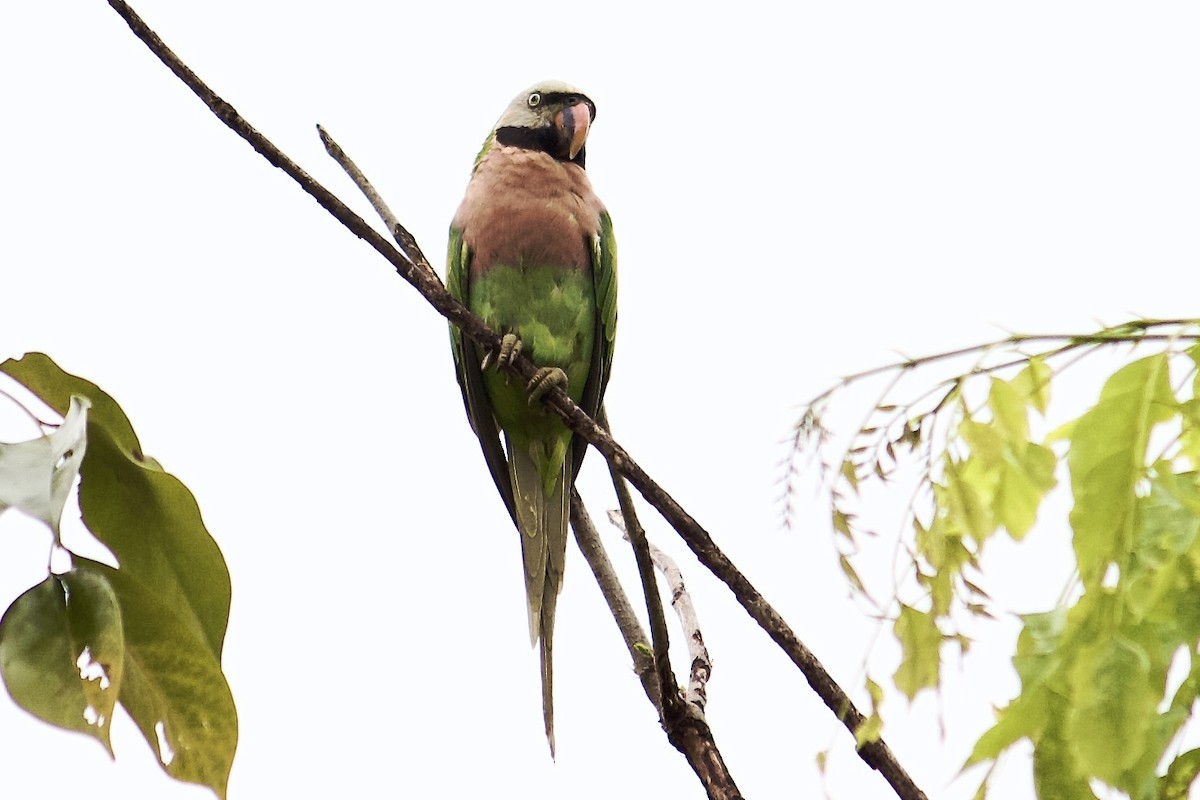 Red-breasted Parakeet - ML642057081