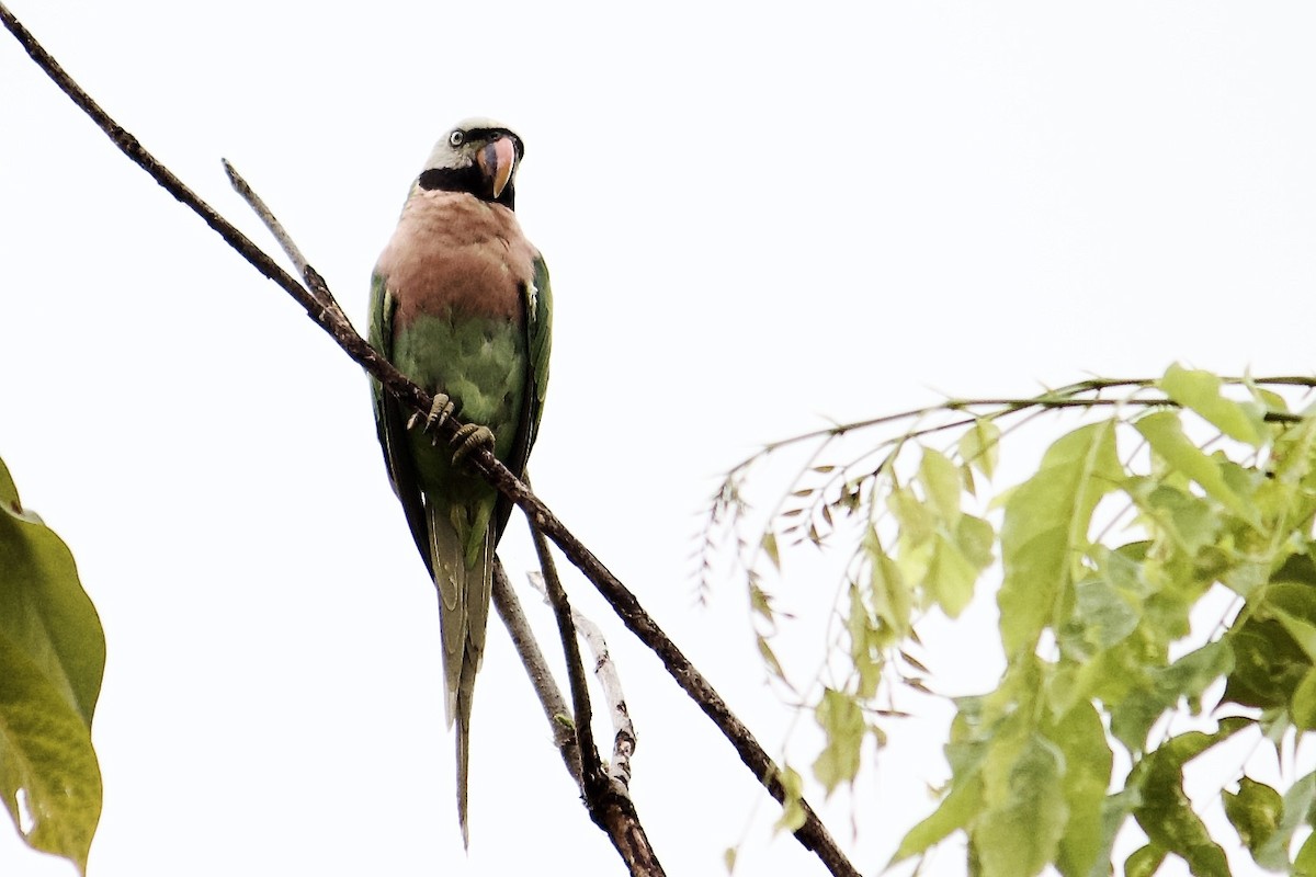 Red-breasted Parakeet - ML642057082