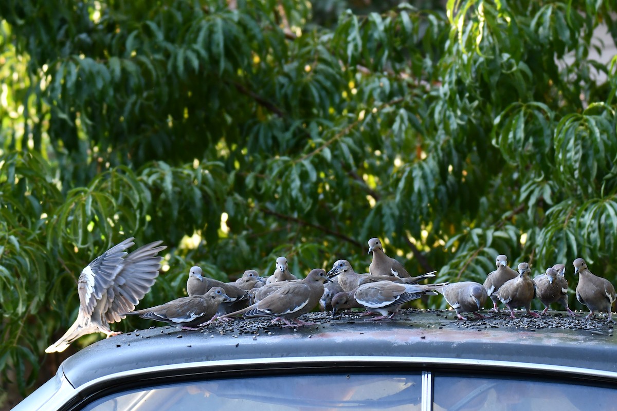 White-winged Dove - ML642057087