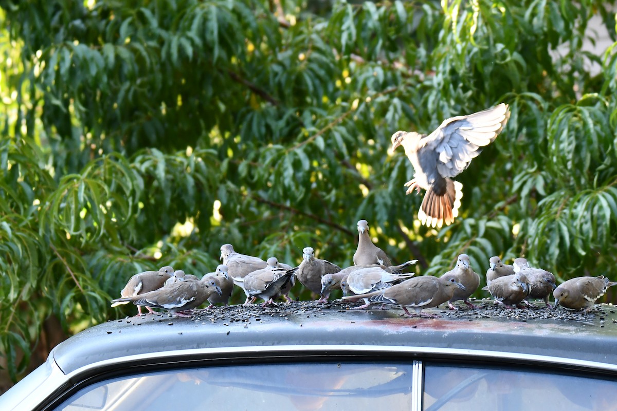 White-winged Dove - ML642057088