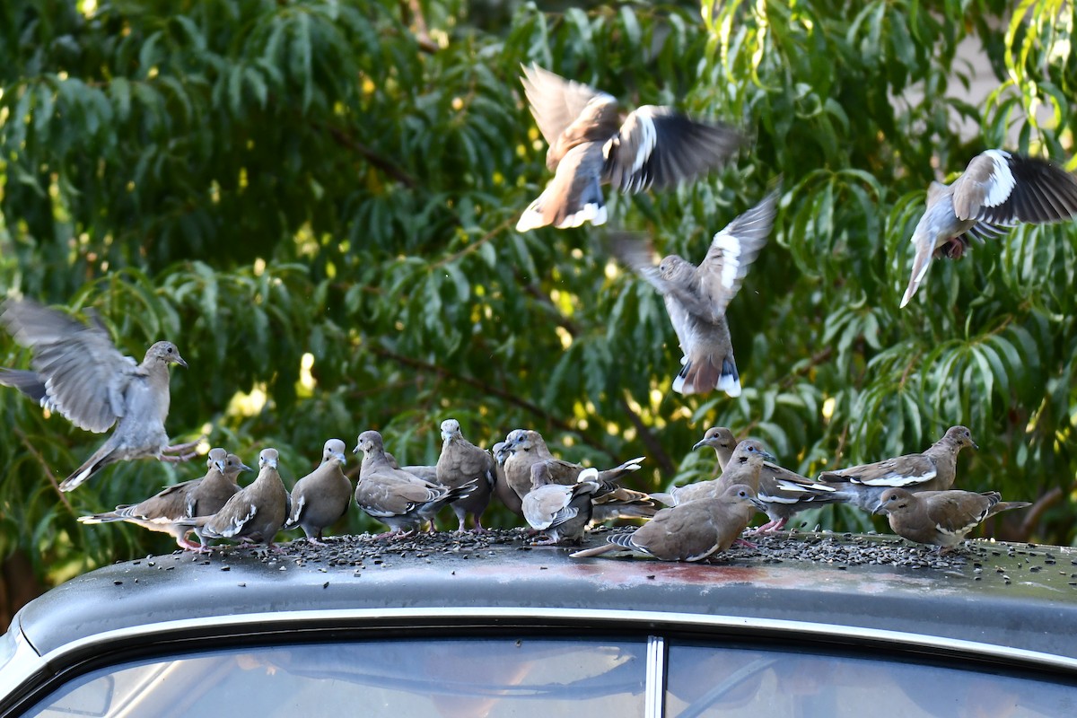 White-winged Dove - ML642057089