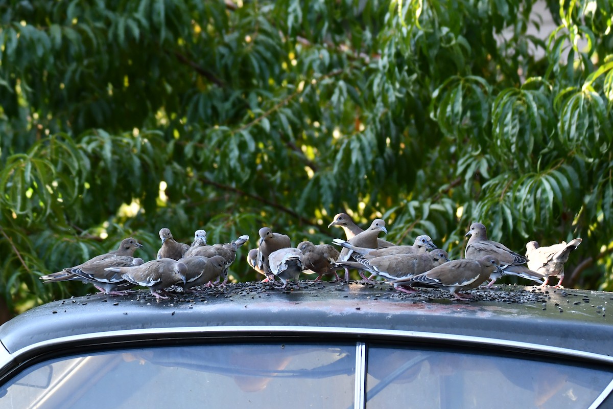 White-winged Dove - ML642057091