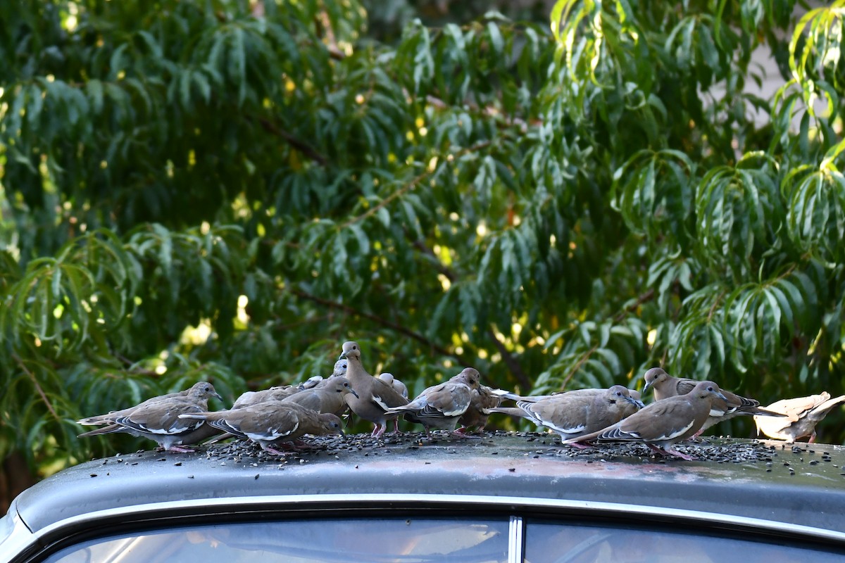 White-winged Dove - ML642057094