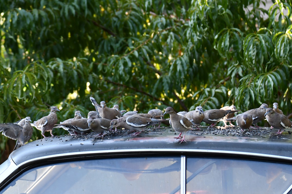 White-winged Dove - ML642057096