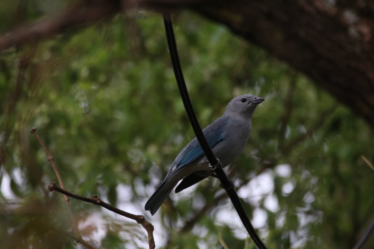 Sayaca Tanager - ML642057098