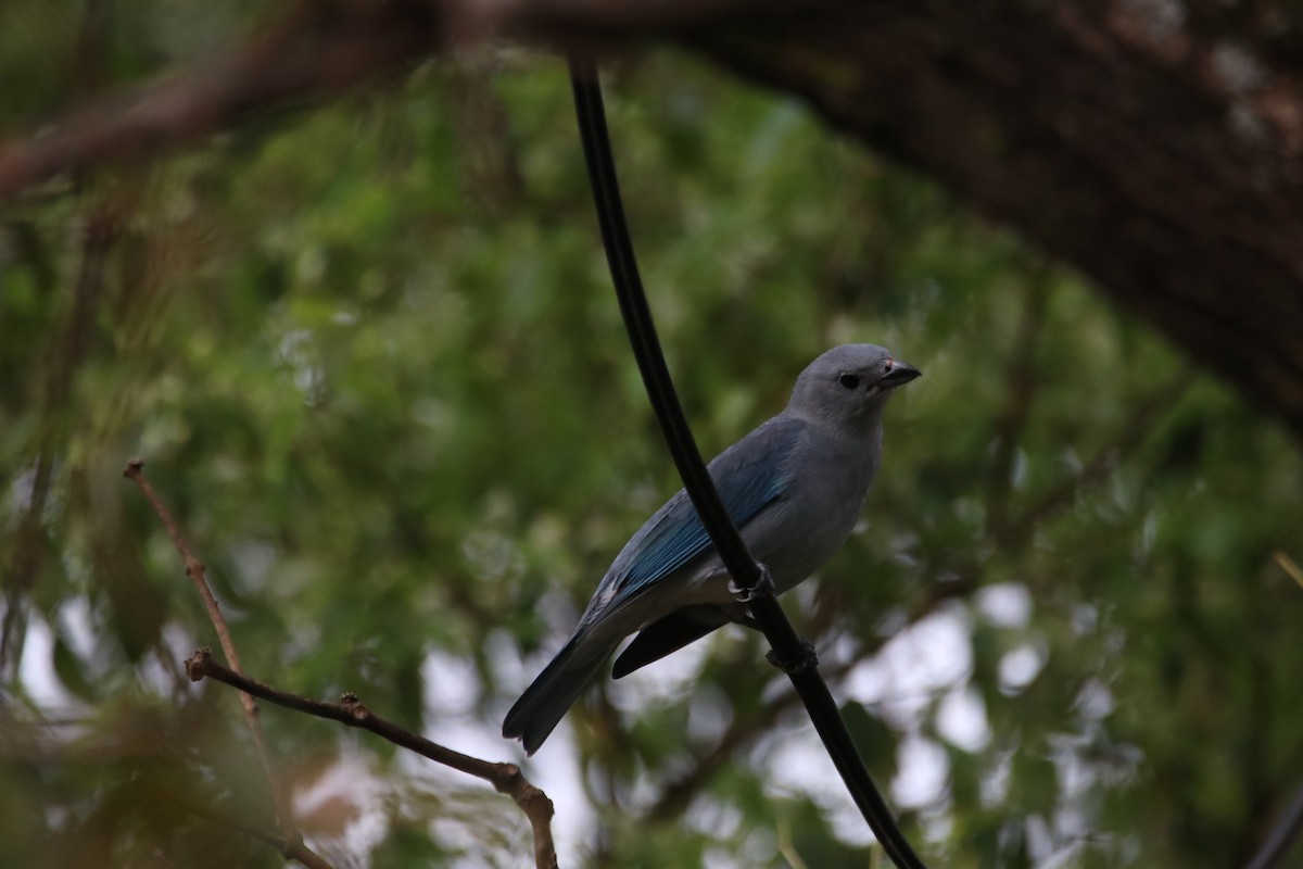 Sayaca Tanager - ML642057099