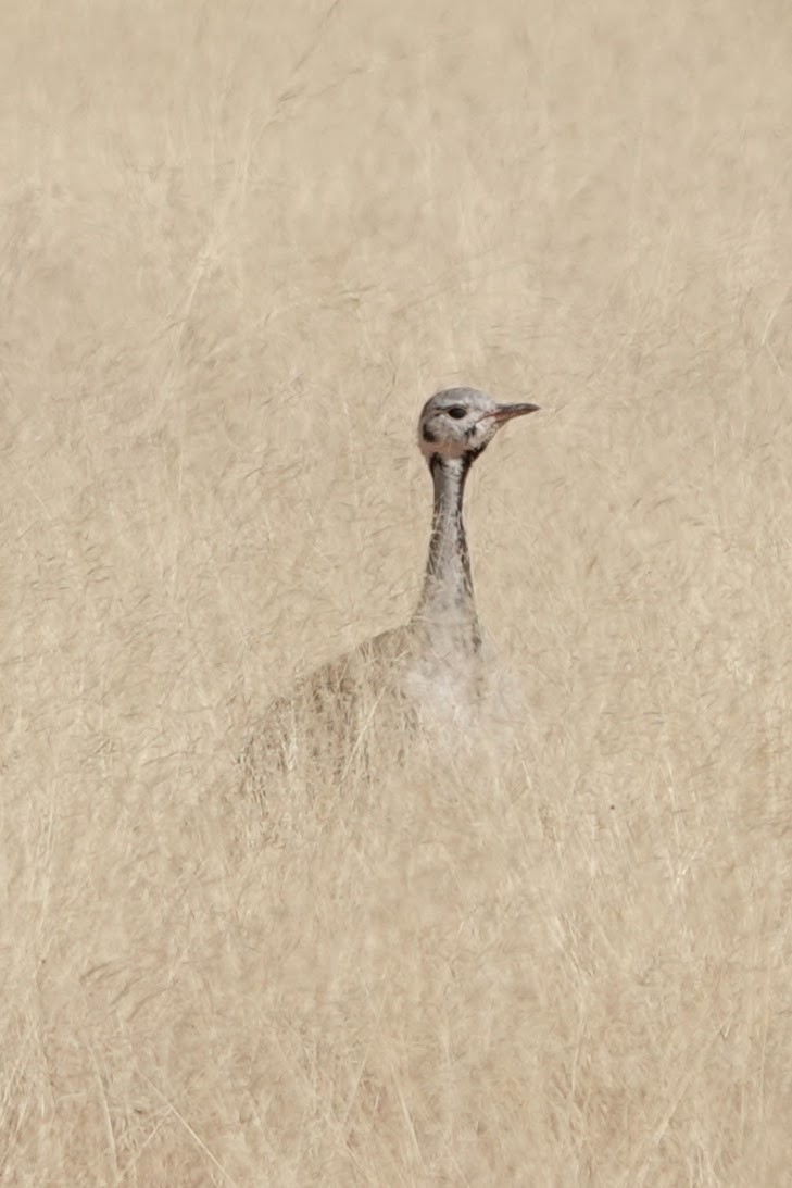 Rüppell's Bustard - ML642057101