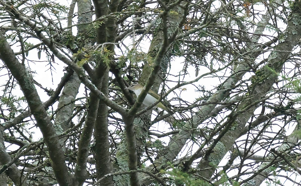 Vireo begigorria - ML642057106